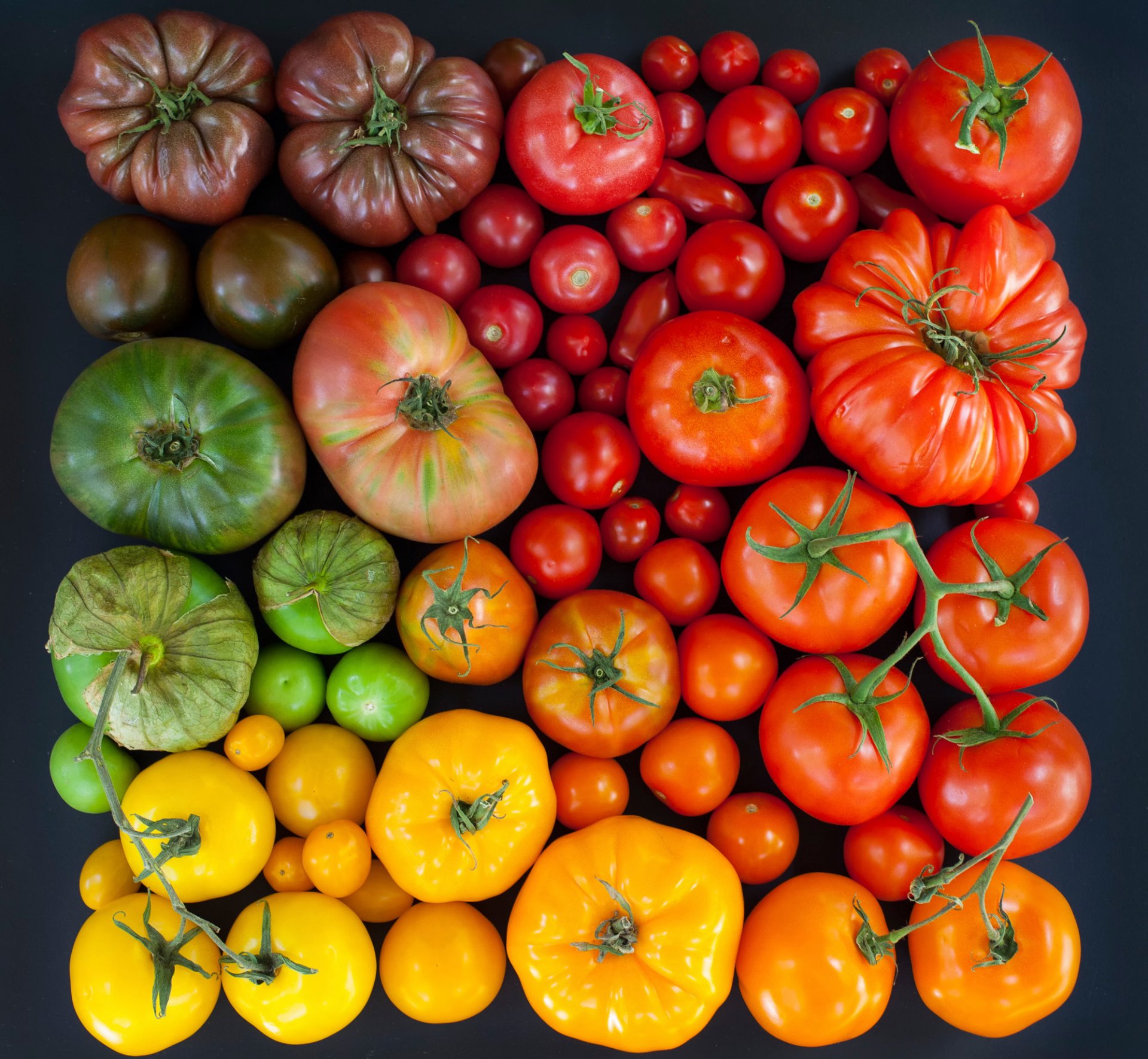 tomates tomates multicolores