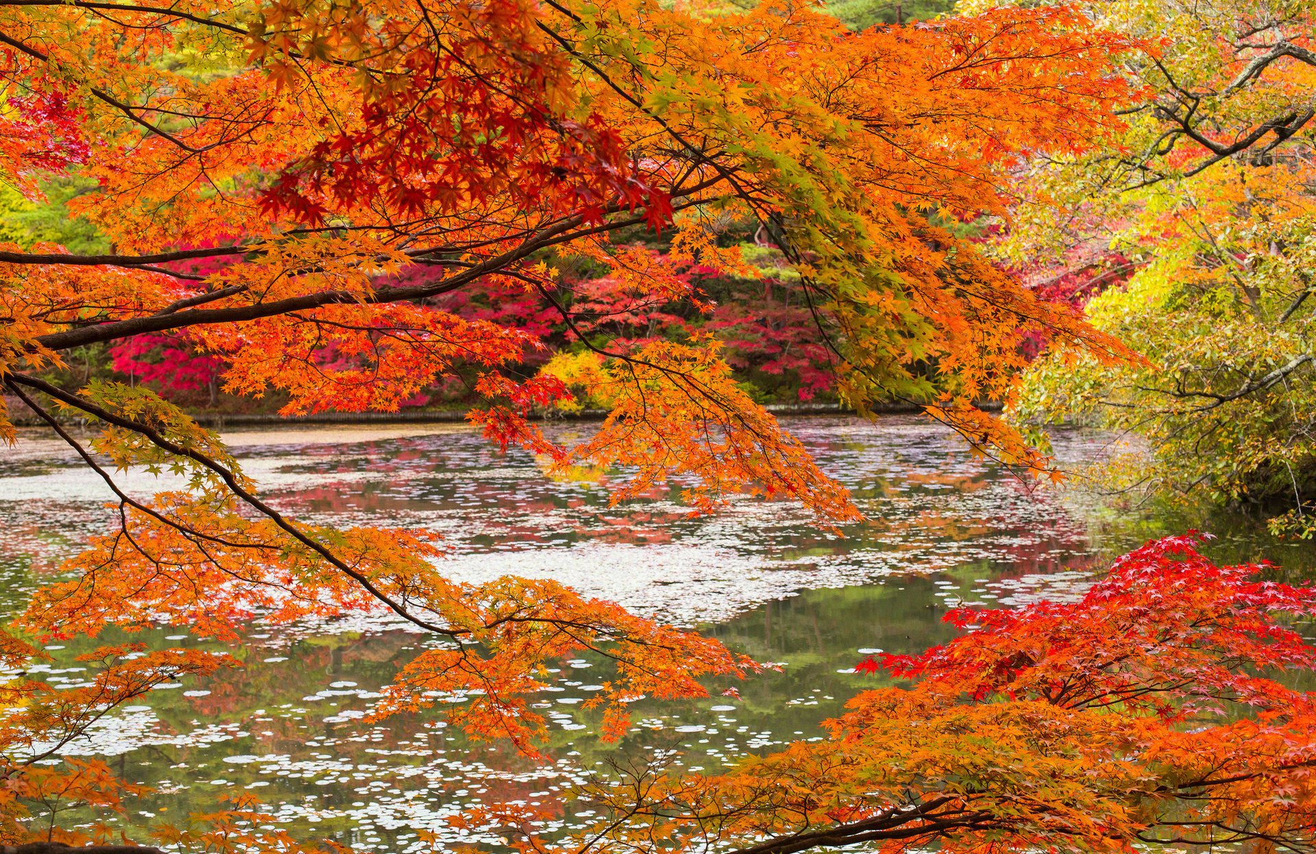 autumn forest river branches nature