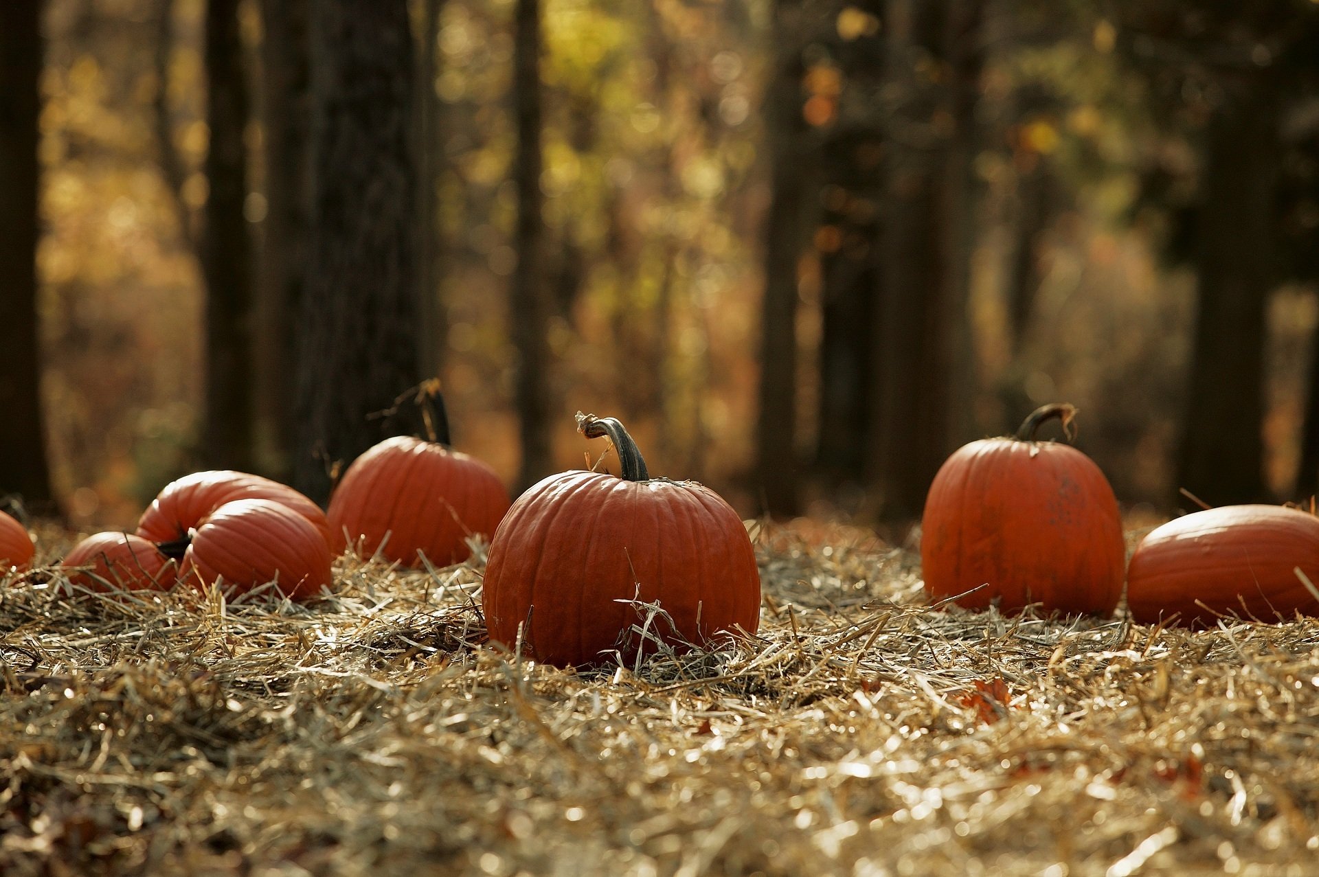 calabazas bosque tierra cosecha otoño