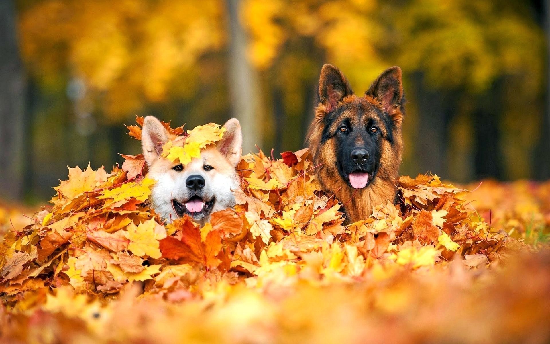 hunde blätter foto positiv