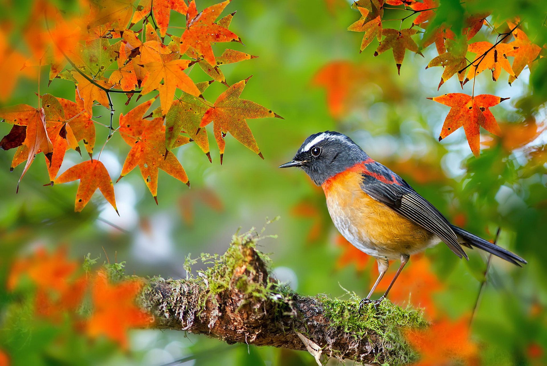 oiseaux du monde oiseau collared bush-robin fuyi chen osin taiwan photographe branche érable