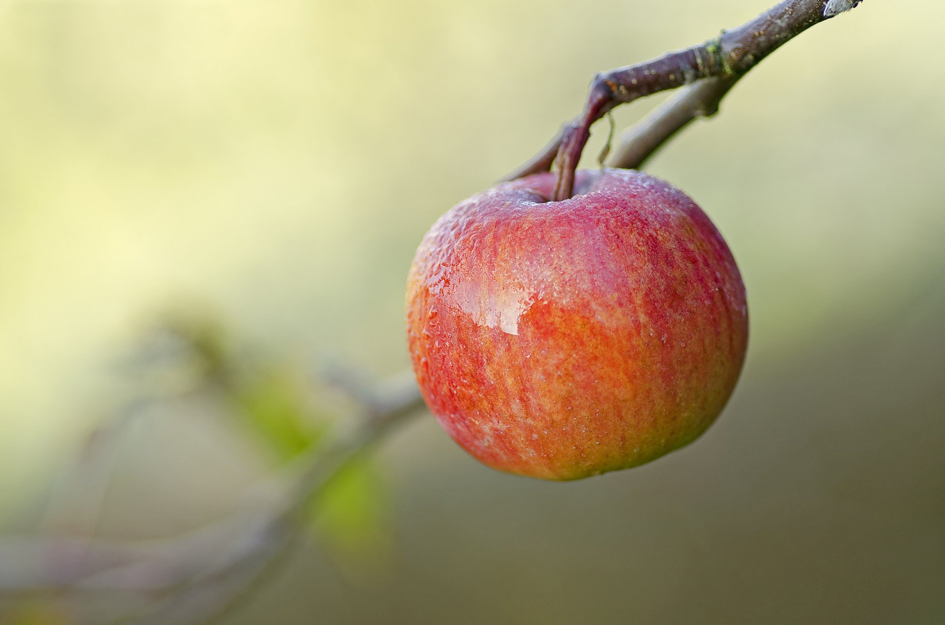 branche fruit pomme fond