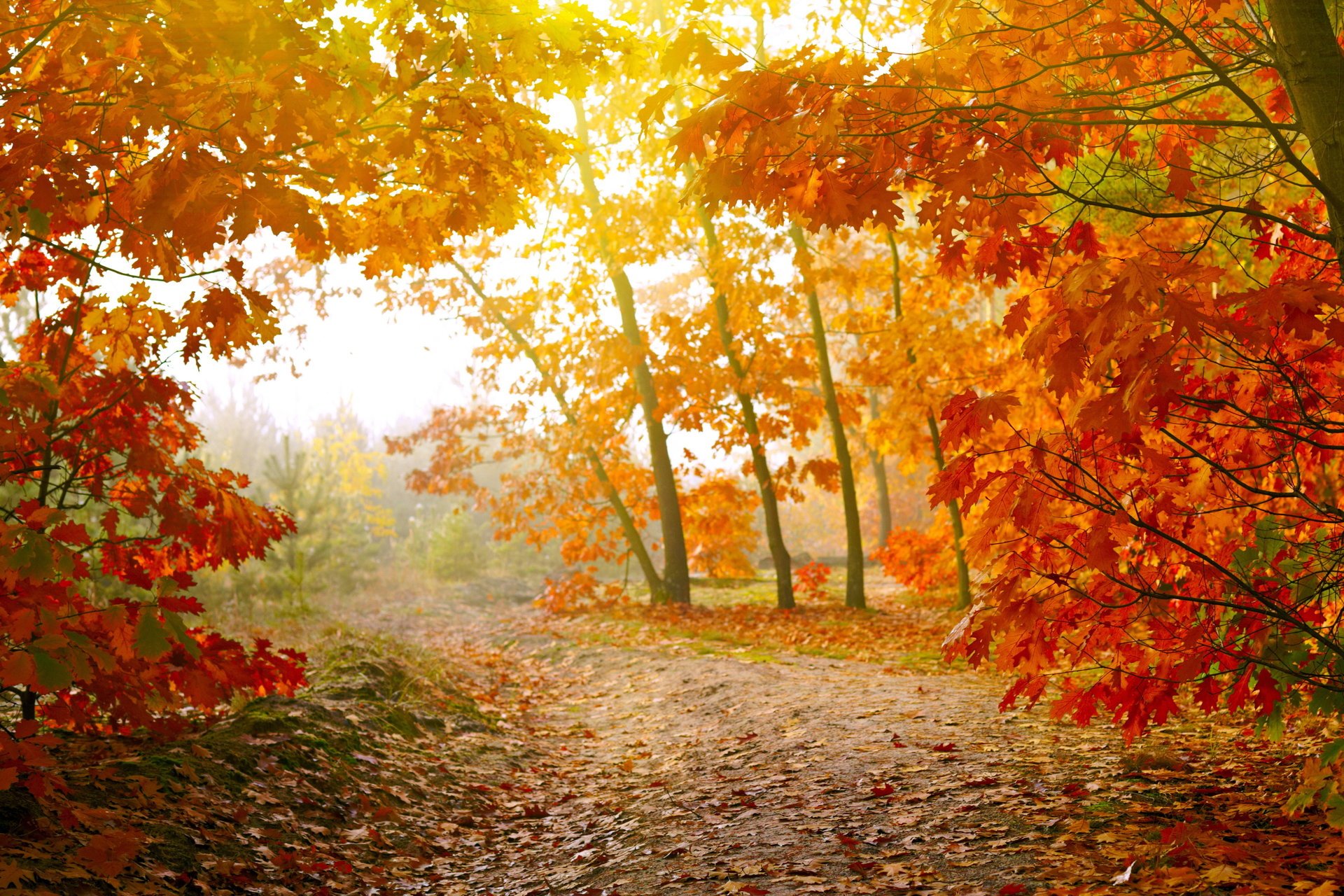 forêt route arbres feuilles nature automne