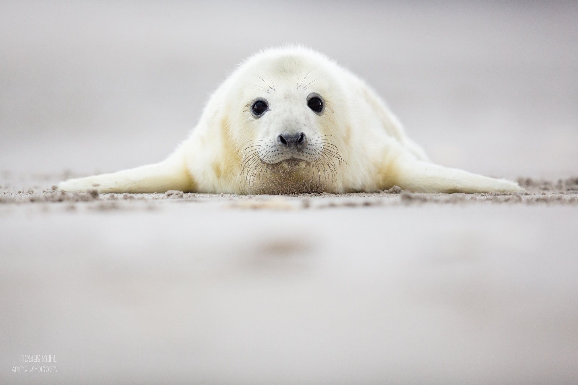 seal se trouve bébé cub vue