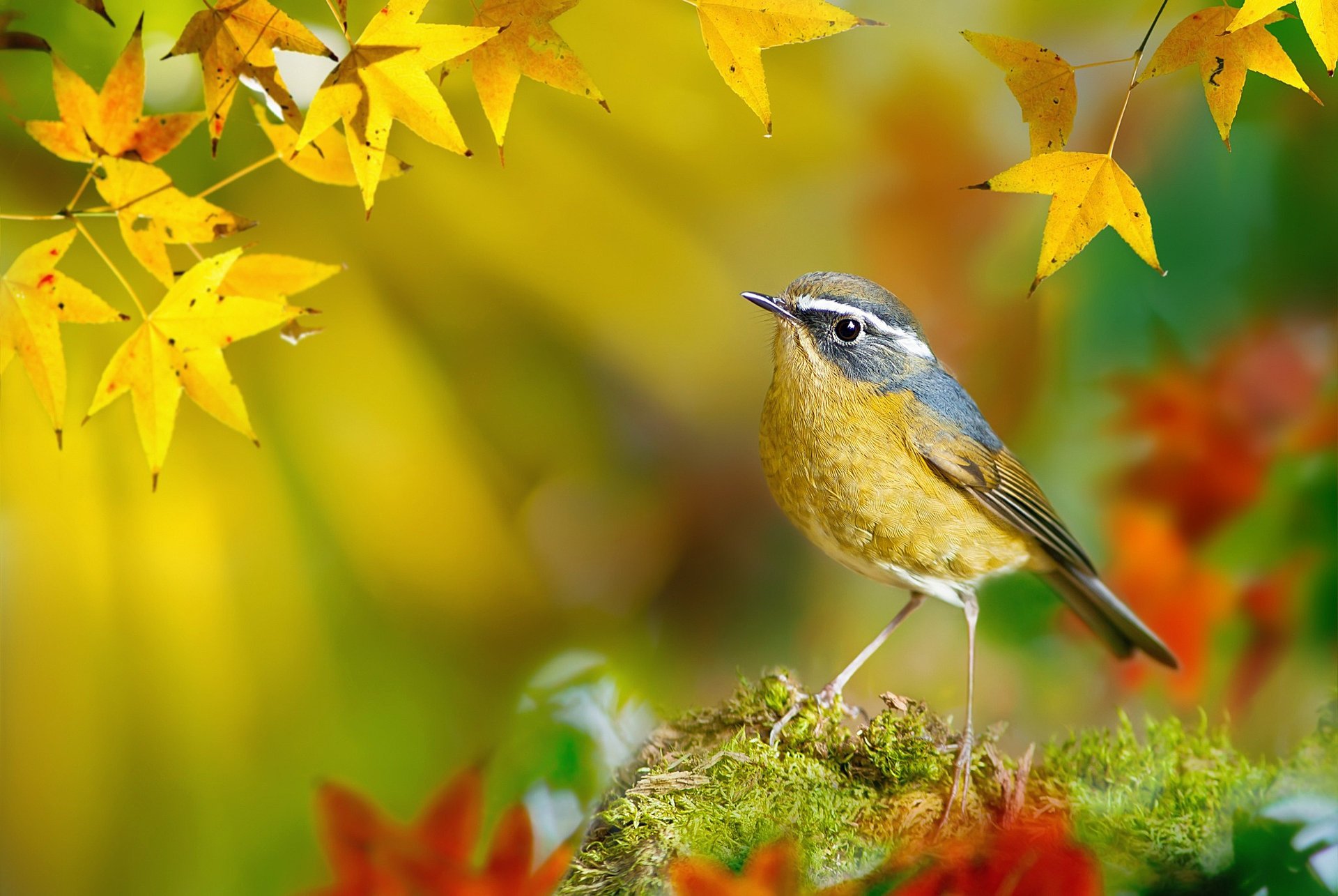 ptaki świata ptaszek white-browed bush-robin fuyi chen osin tajwan fotograf klon