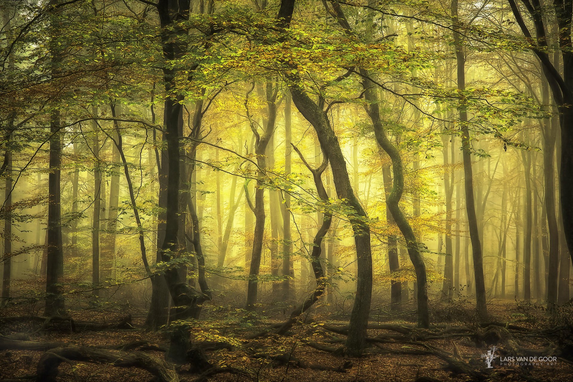 lars van de goor autumn netherlands photographer forest trees fog