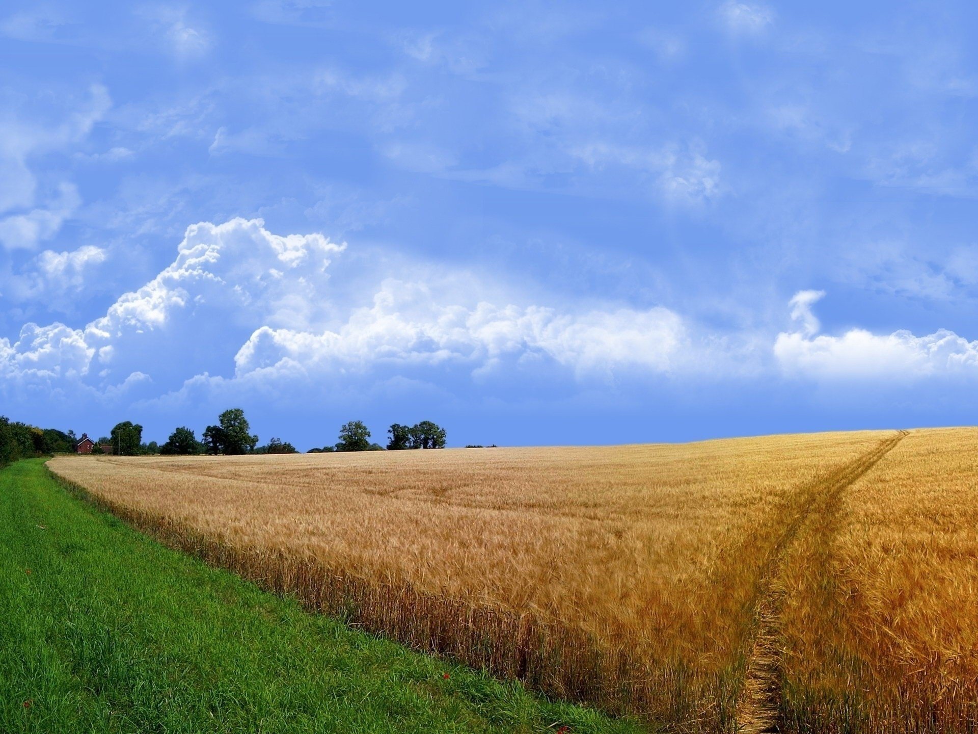 weizen sommer wolken gras