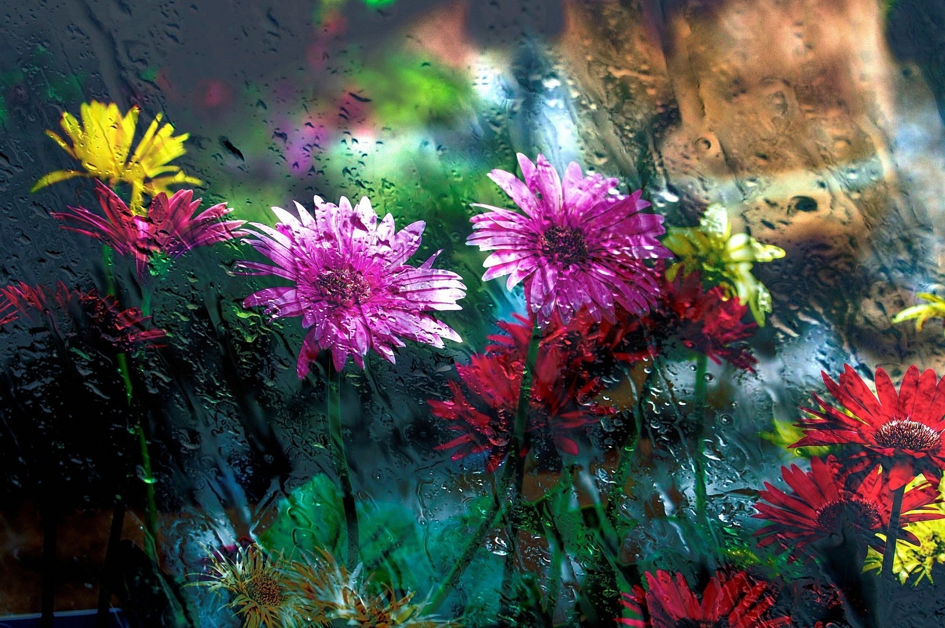 flowers glass rain