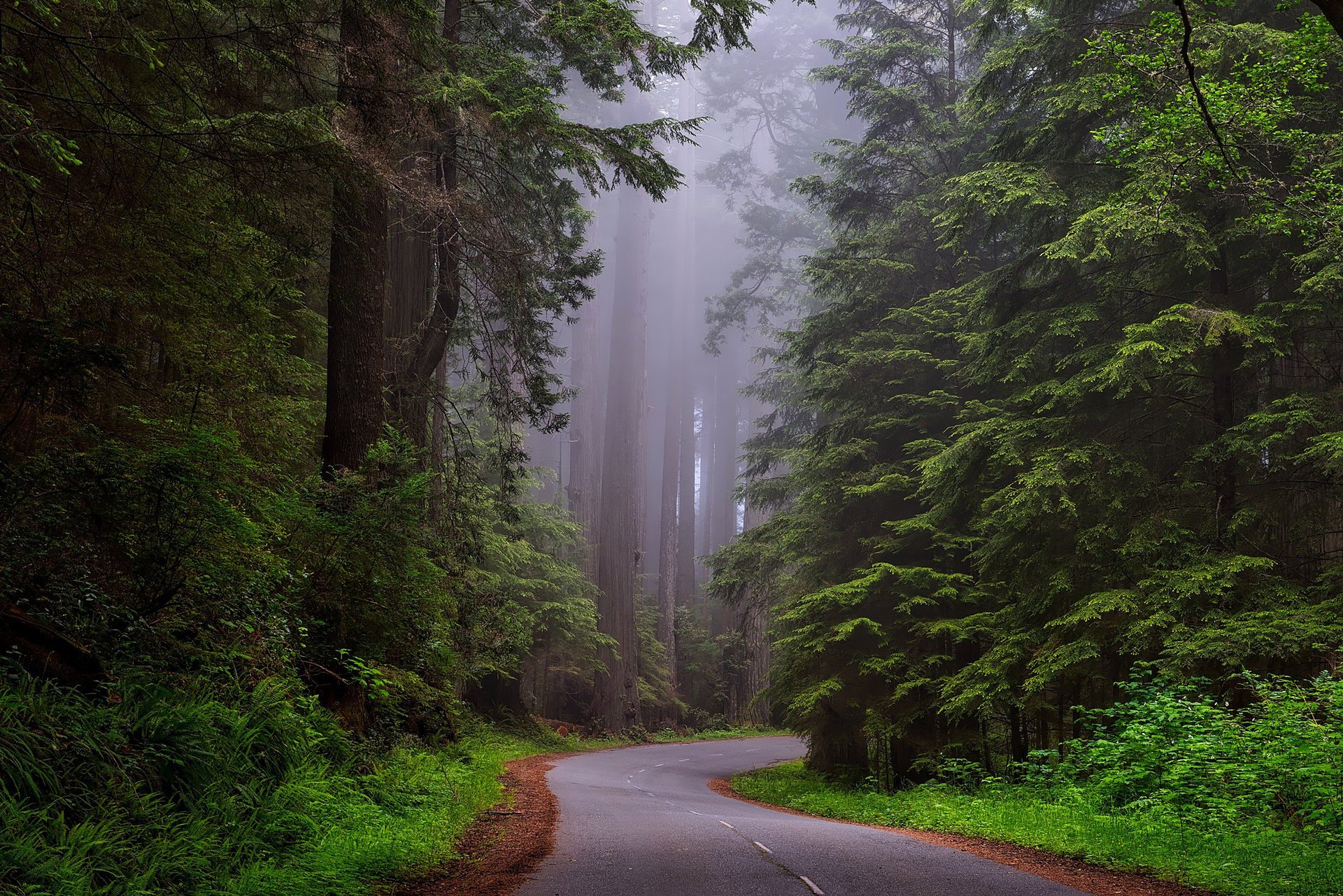 parque nacional redwood naturaleza estados unidos california bosque árboles carretera niebla