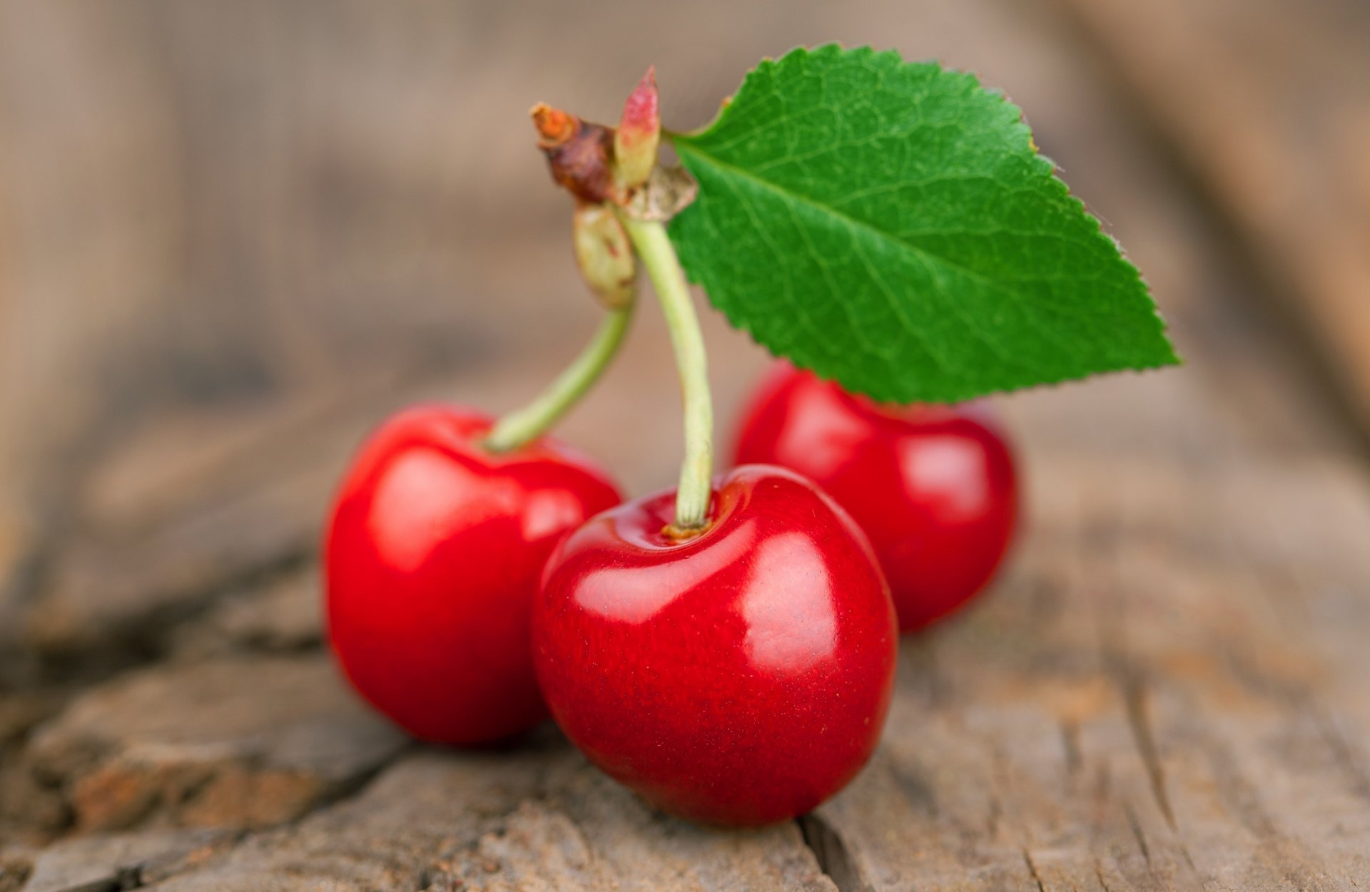 cereza fruta ramita hoja