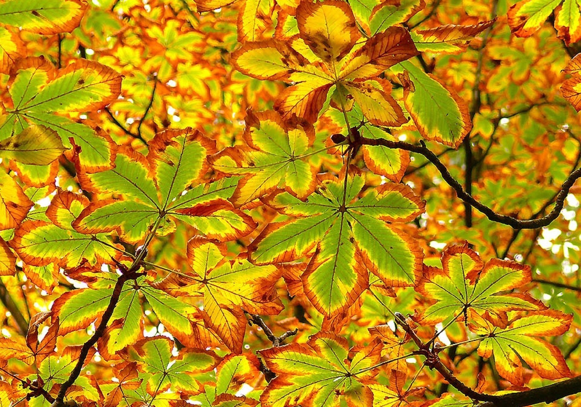 hojas de oro otoño primer plano