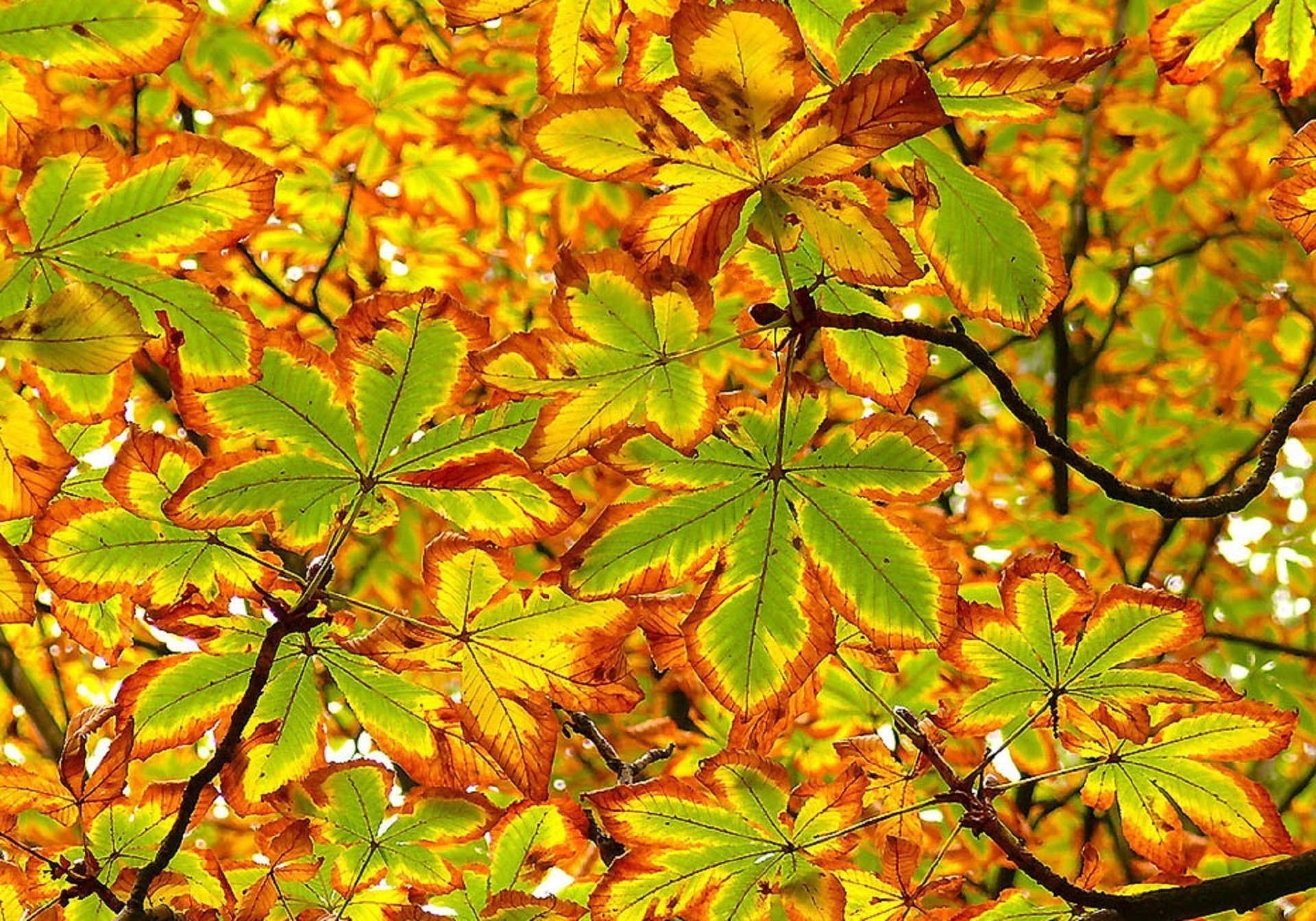 Каким цветом листья осенью. Листья каштана осенью. Лист каштана летний и осенний. Лист каштана осенью цвет. Листья каштана летом и осенью.