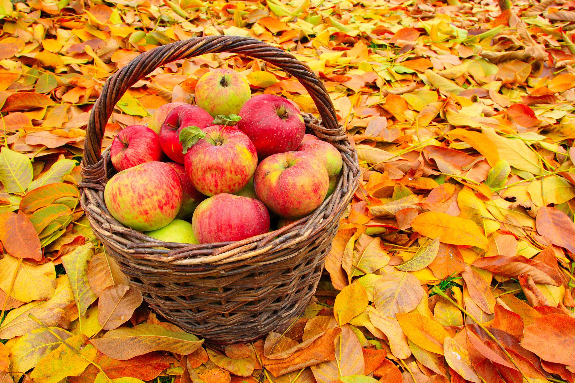 mele foglie autunno