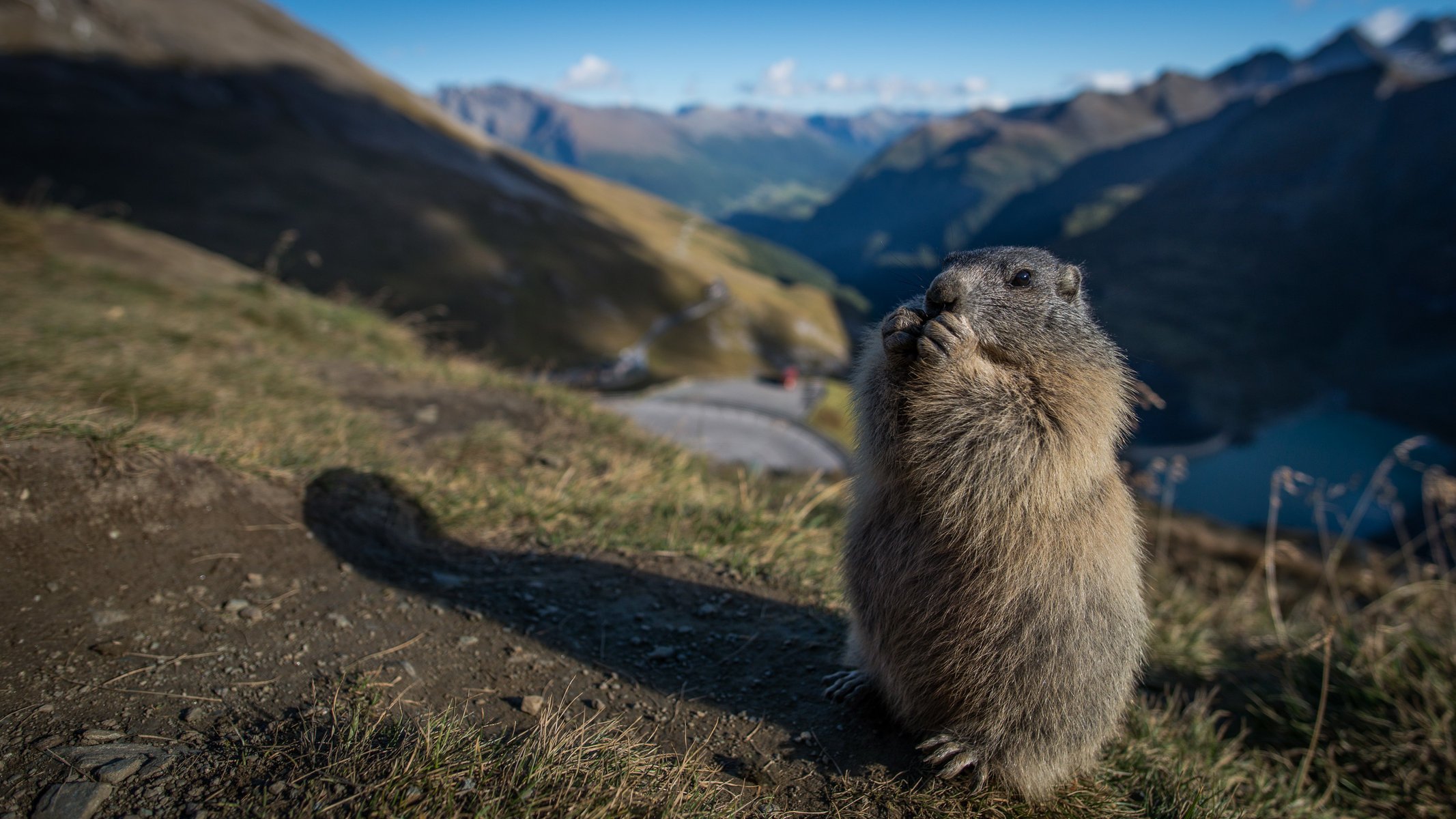 marmot rodent mountains fur