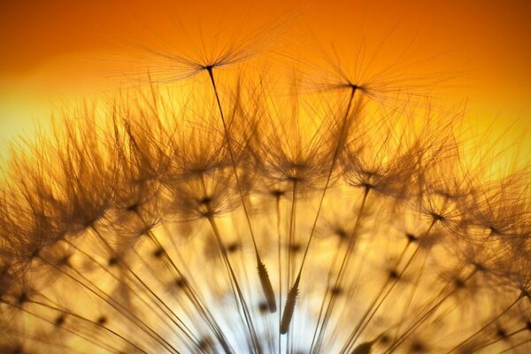 Diente de León en el fondo de una hermosa puesta de sol amarilla