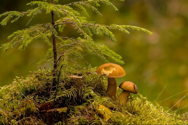 Pilze und ein Weihnachtsbaum auf einem kleinen Hügel