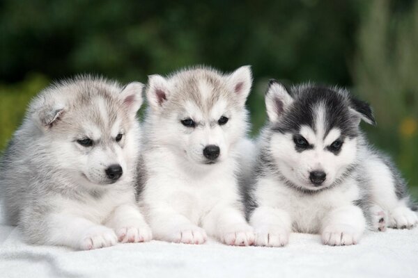 Tres pequeños cachorros Husky