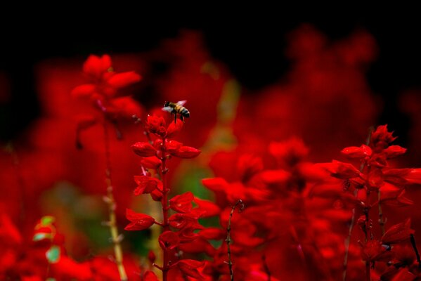 Gros plan de tir d abeille en couleurs rouges