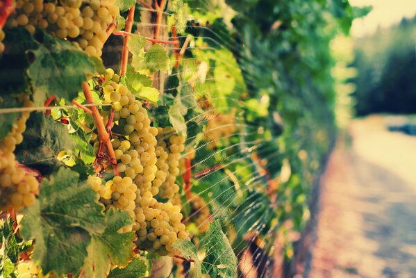 Vignoble avec vigne journée ensoleillée