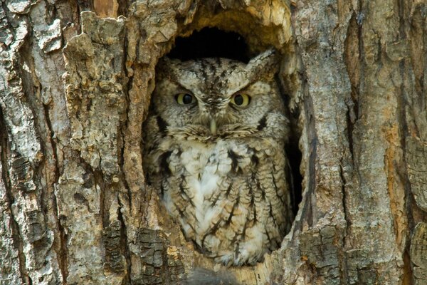 Imagen de un búho en un hueco de árbol en un clima soleado