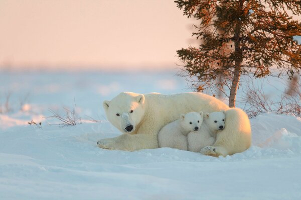 Eisbär mit Jungen bei Sonnenuntergang