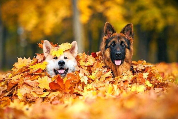 Perros en hojas amarillas de otoño