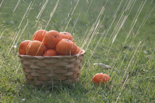 Panier d oranges sous la pluie sur l herbe