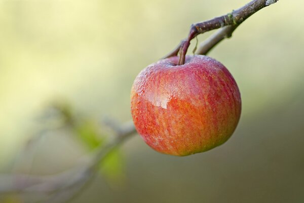 Einsamer Apfel auf einem verschwommenen Hintergrund