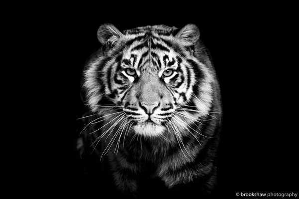 Ein schwarz-weißer Tiger. Tigerkopf auf schwarzem Hintergrund. Brutaler Blick