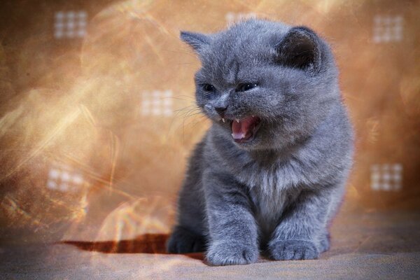 Piccolo gattino grigio con un sorriso. Carino gattino arrabbiato