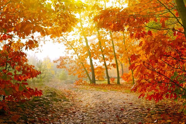 Camino en el bosque de otoño entre los árboles