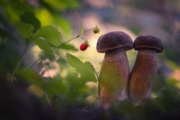 Due funghi e fragole Macro