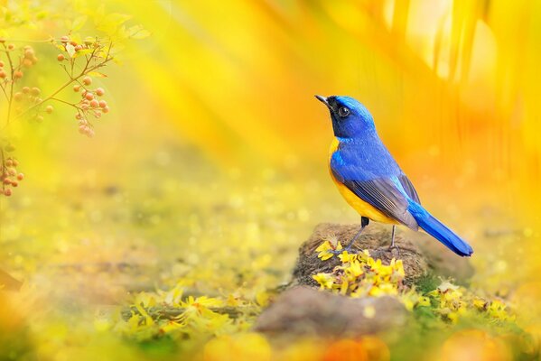 Pájaro brillante. Aves del mundo