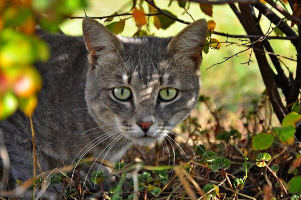 The muzzle of a gray cat. Autumn cat on the grass