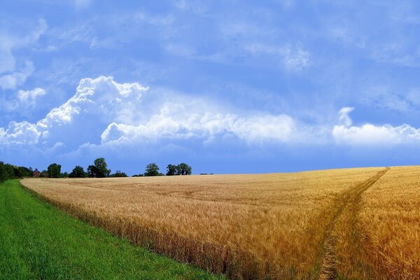 Красивая фотография поля пшеницы