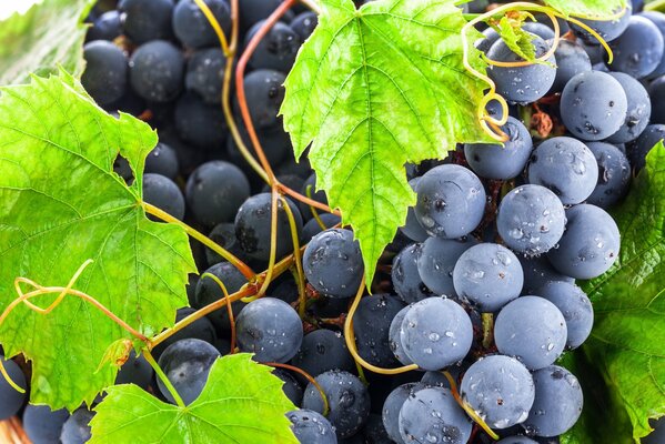 Solo uvas oscuras con gotas de rocío