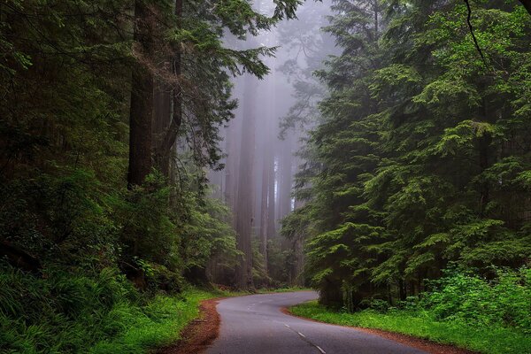 Camino a través del bosque en la niebla