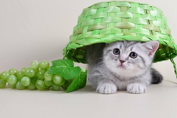 A curious kitten in the basket. Kitten and grapes. Kotonatyurmort