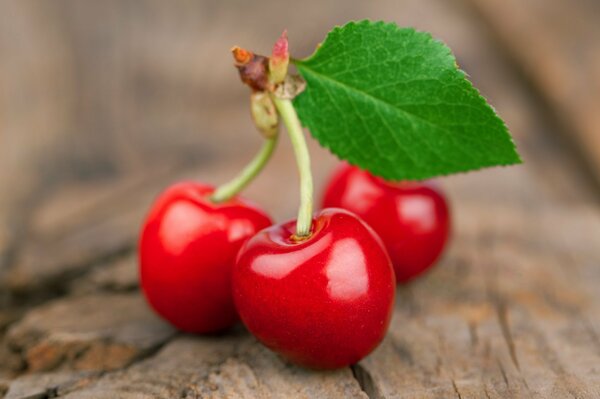 Dulce y jugosa cereza dulce. Baya madura