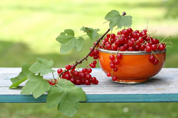 A branch of red currant on the bench