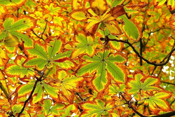 Hojas amarillas de castaño de otoño