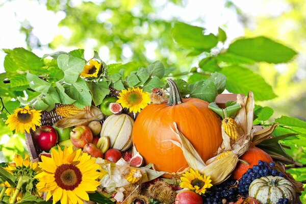 Herbst Ernte Stillleben ist bereit für Zeichnung