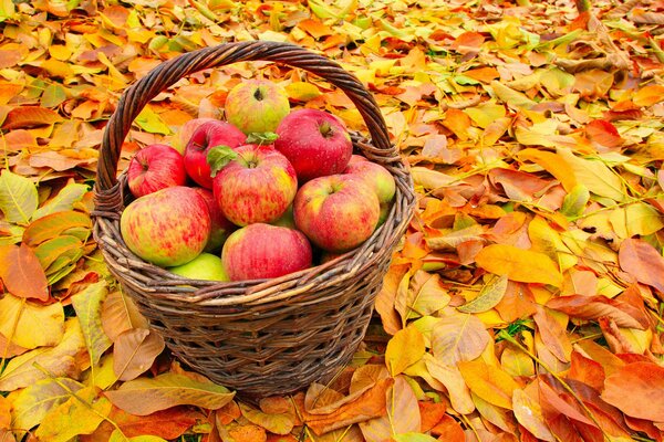 Basket with apples on fallen leaves