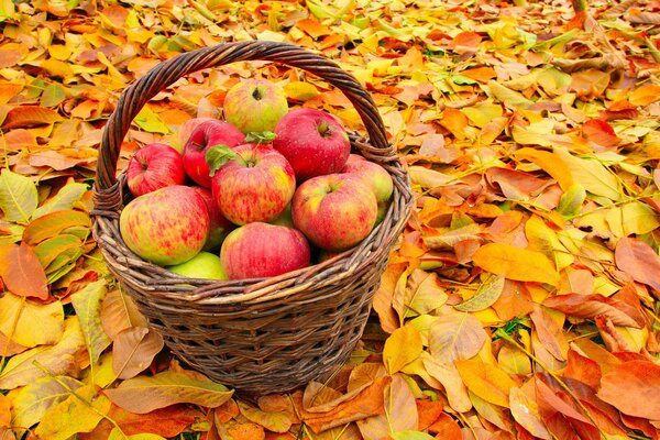 Panier avec des pommes sur les feuilles mortes