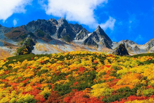 Automne doré dans les montagnes sur fond de ciel bleu