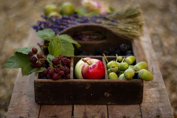 Herbst Obst Ernte Korb