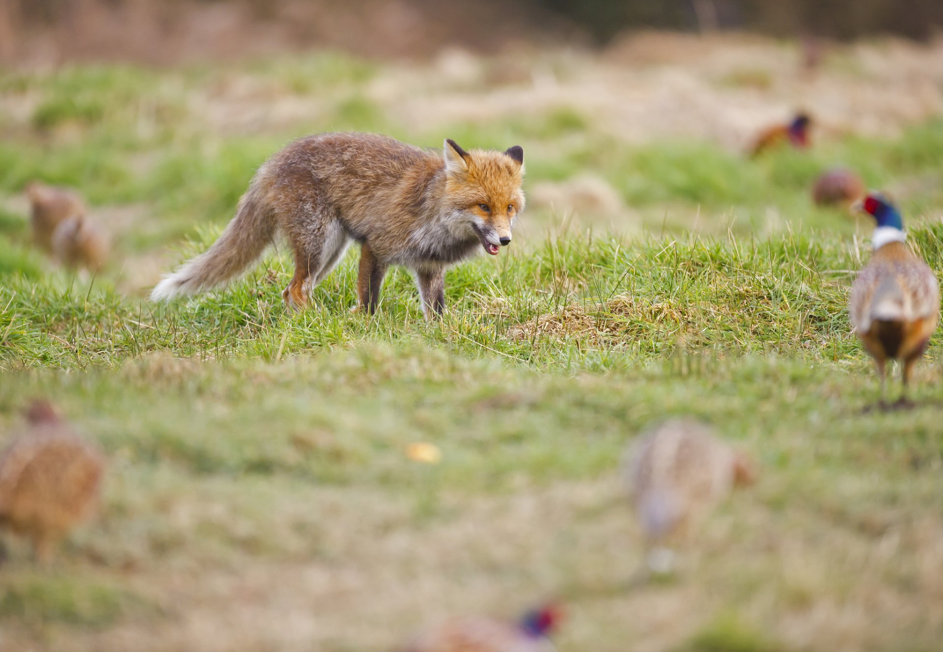 lichtung gras fasane fuchs rotschopf jagd