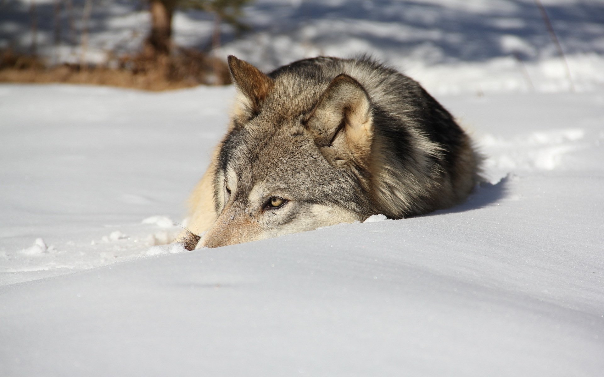 lobo invierno nieve