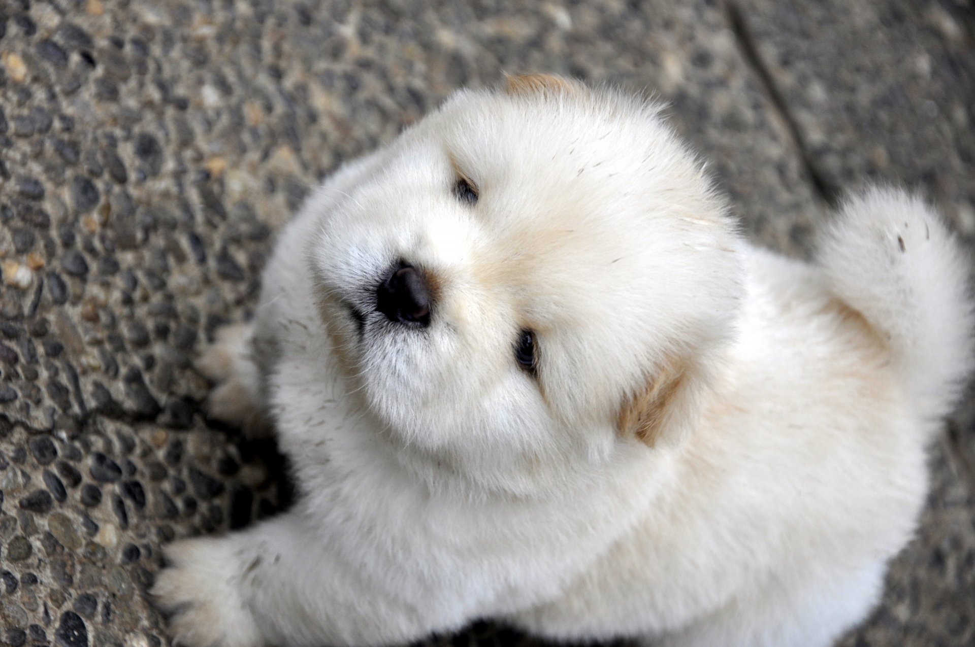 chow-chow chow chow schaut schnauze weiß