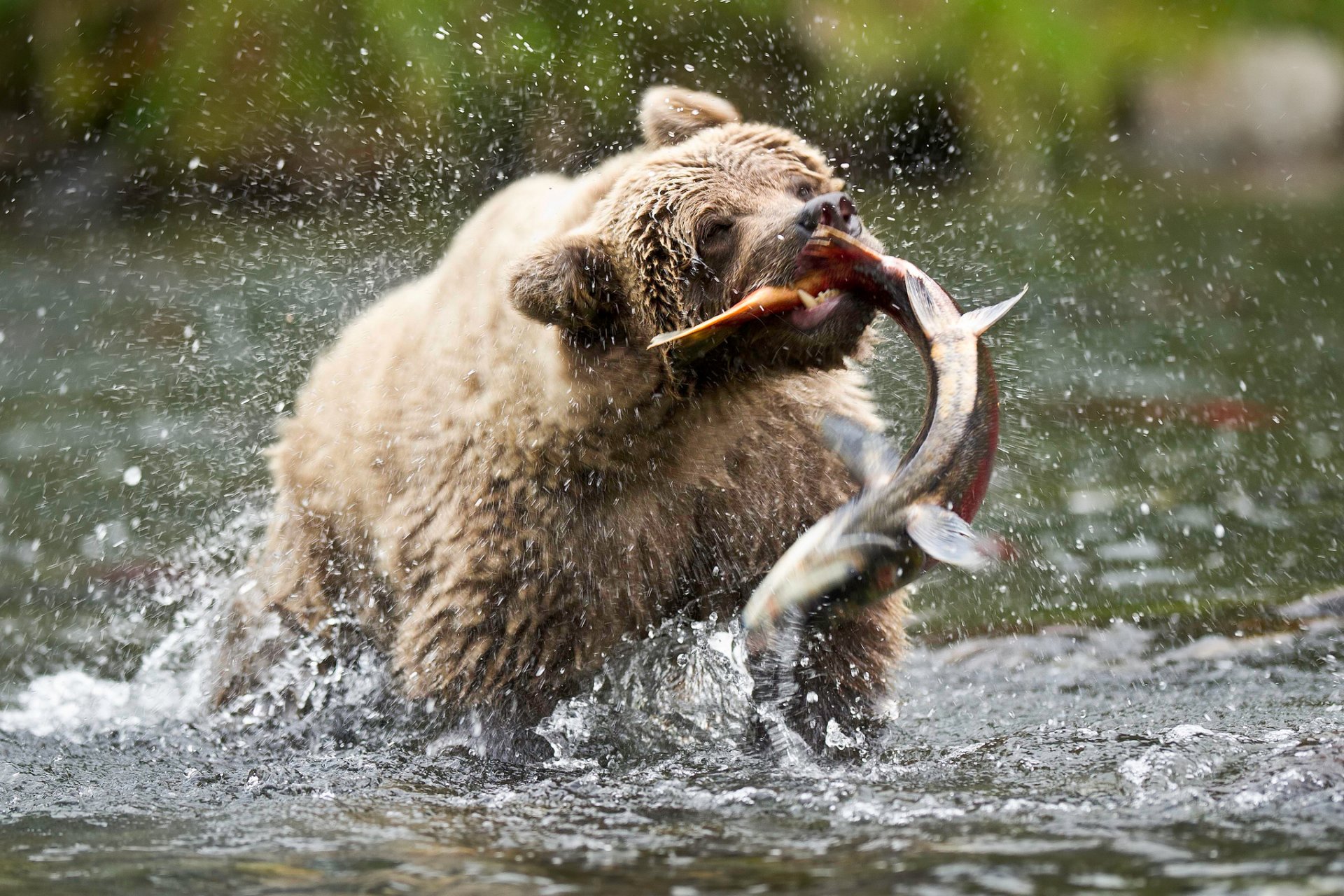 estados unidos alaska río ruso oso pardo oso oso de peluche captura pescado salmón salpicaduras gotas mommad fotos